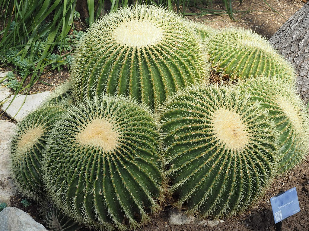 Echinocactus grusonii - Golden Barrel Cactus