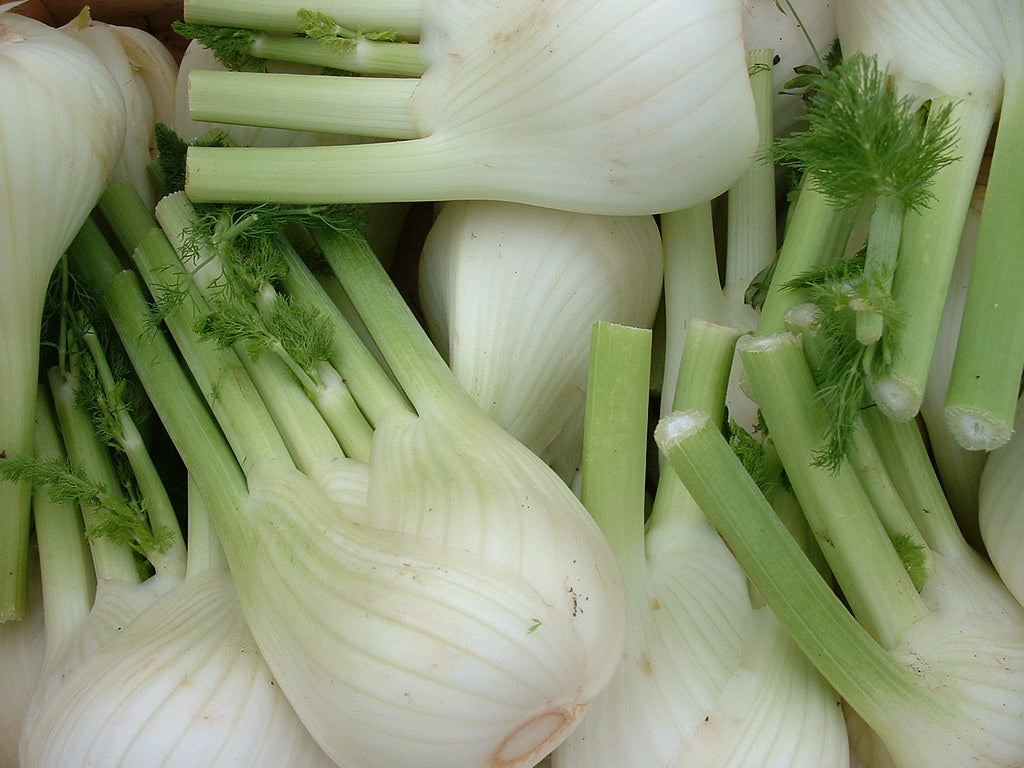 Fennel - Foeniculum vulgare