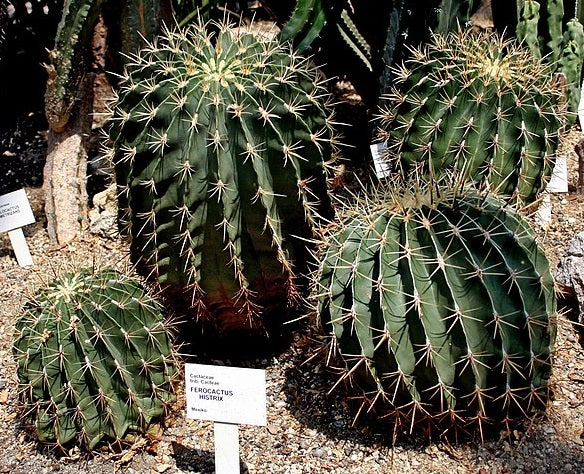 Ferocactus histrix - Electrode Cactus