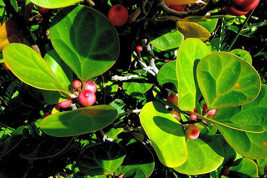 Ficus deltoidea - Mistletoe Fig
