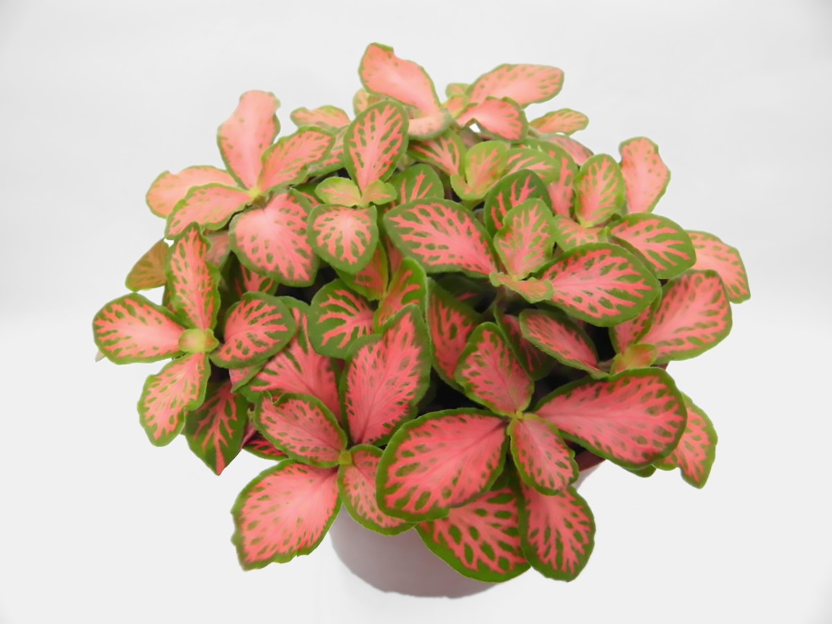 Fittonia albivenis - FOREST FLAME - Mosaic Plant