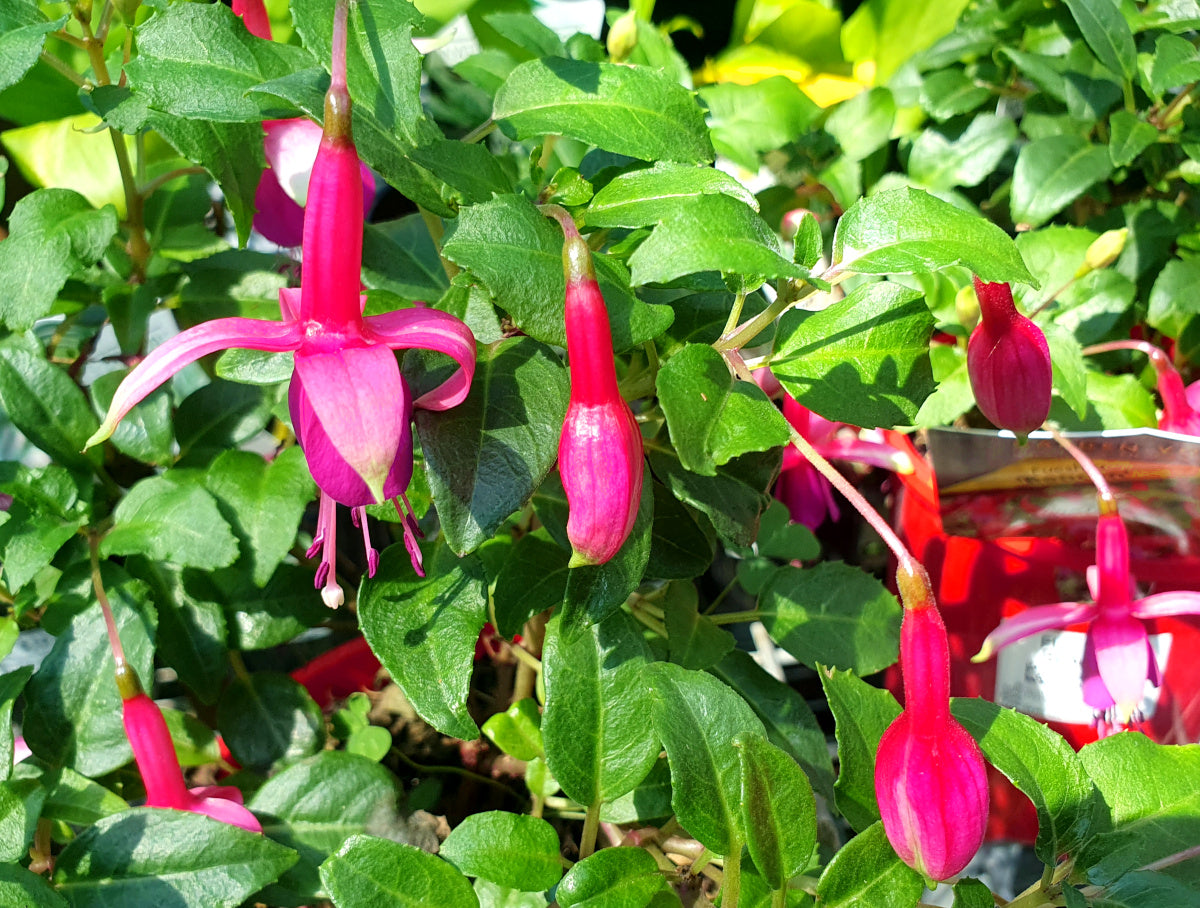 Fuchsia - BEACON