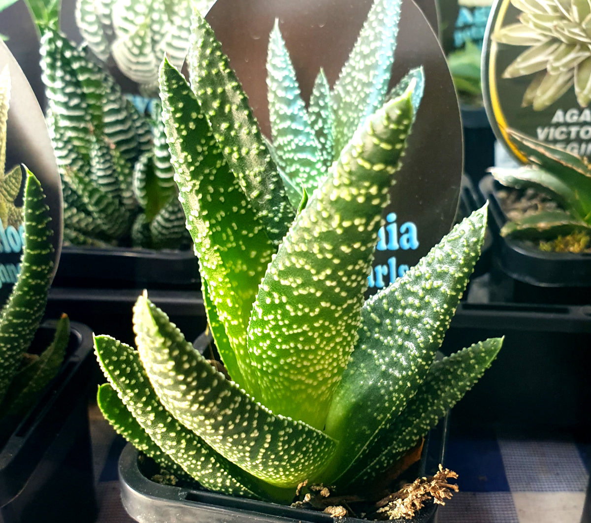 Gasterhaworthia - BANDED PEARLS