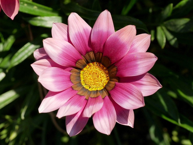Gazania - PINK SHADES - Treasure Flower