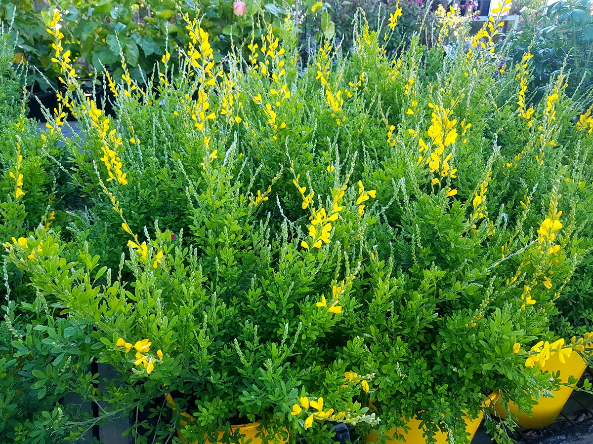 Genista spachiana - YELLOW IMP - Sweet Broom