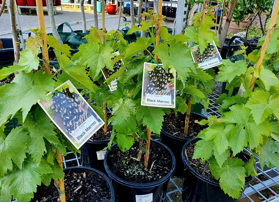 Vitis vinifera - MARROO - Seedless Grape