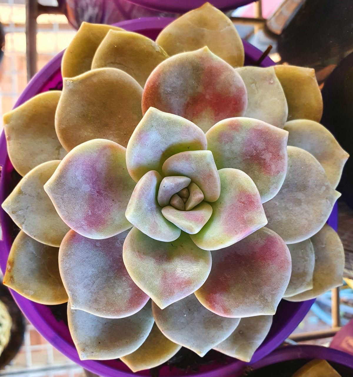Graptopetalum amethystinum x paraguayense - PURPLE DELIGHT - Jewel Ghost Plant