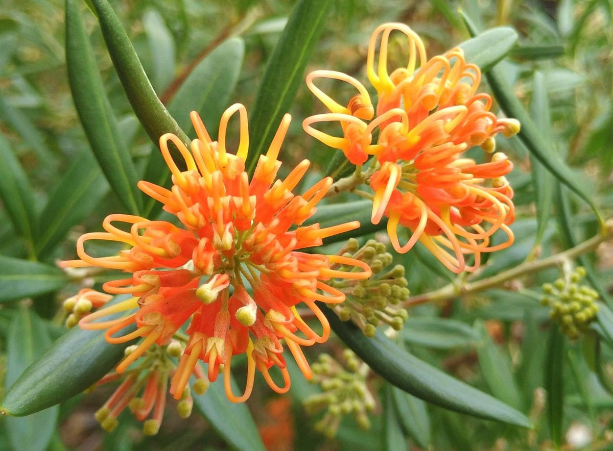 Grevillea olivacea - APRICOT GLOW - Olive Grevillea