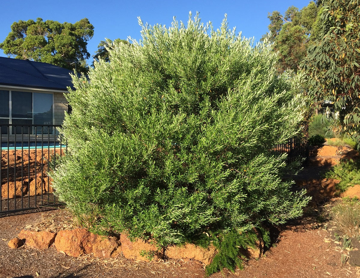 Grevillea olivacea - RED - Olive Grevillea