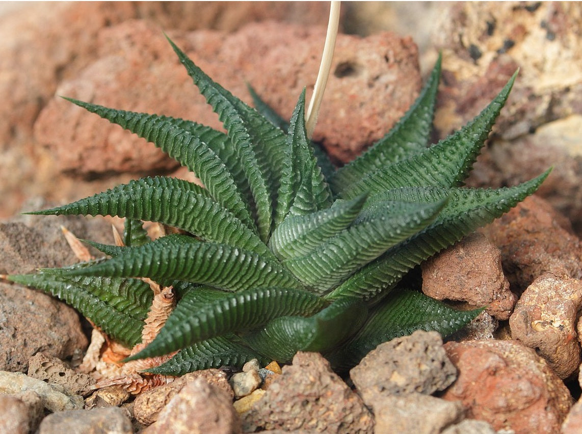 Haworthiopsis limifolia - Fairy Washboard