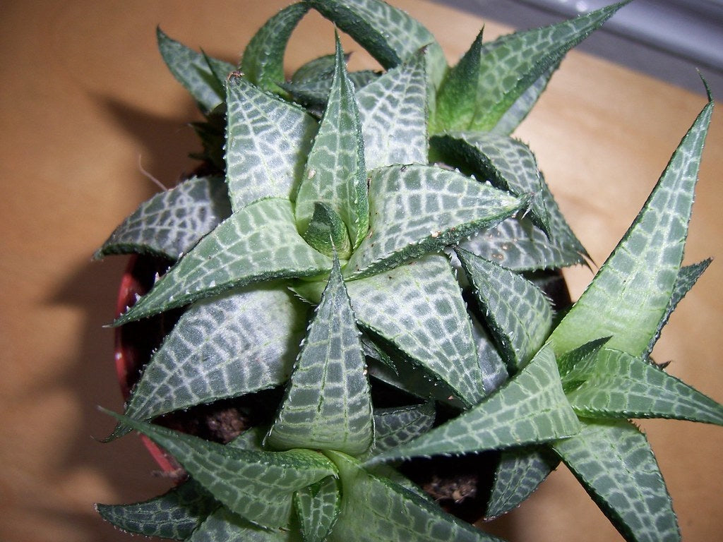 Haworthiopsis tessellata - Veined Haworthiopsis