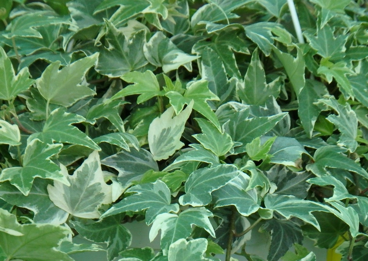 Hedera helix - BETTINA - Variegated English Ivy