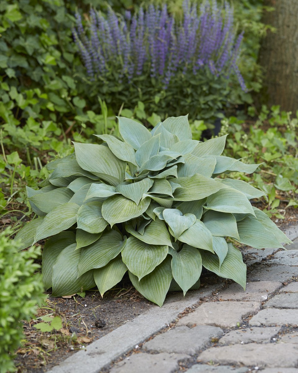 Hosta sieboldiana elegans x tardiflora - HALCYON - Blue Plantain Lily