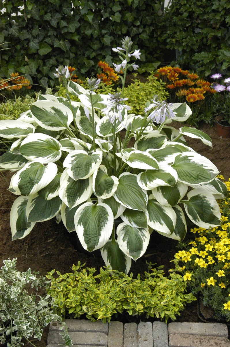 Hosta sieboldiana - MINUTEMAN - Siebolds Plantain Lily