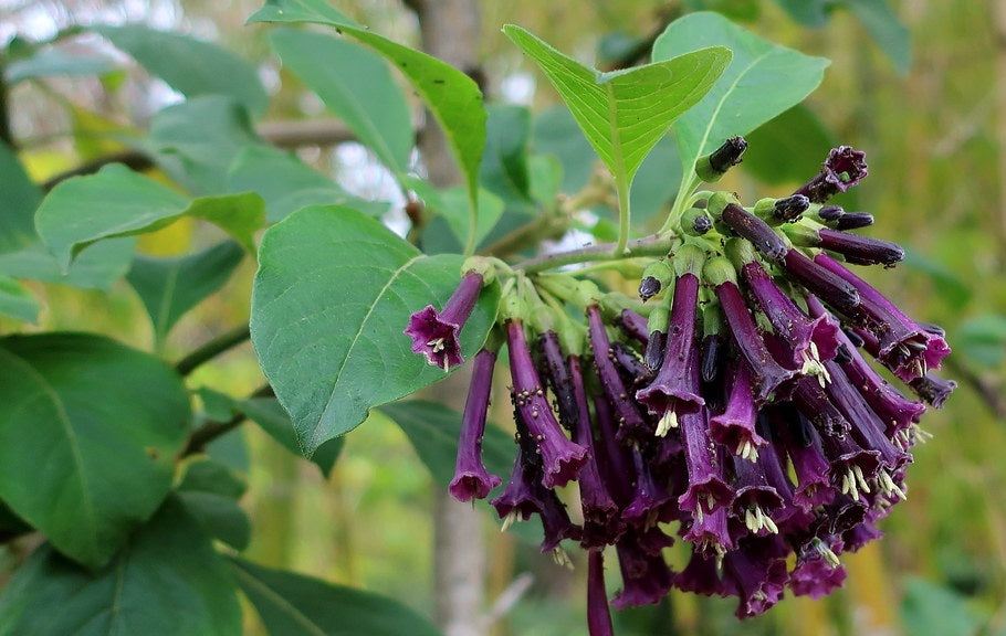 Iochroma cyaneum - Violet Churcu