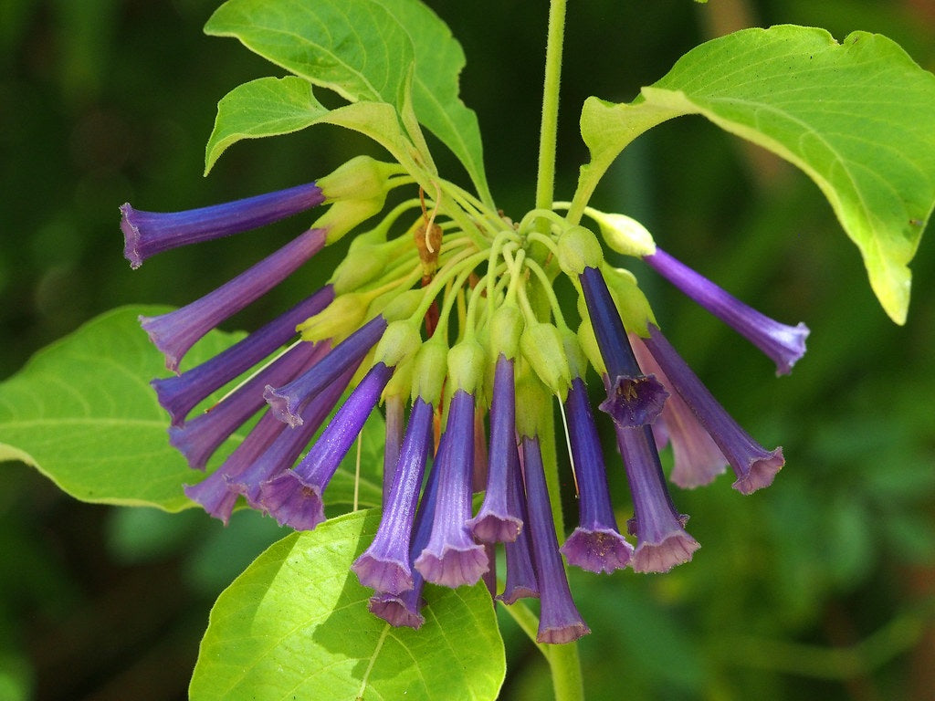 Iochroma cyaneum - Violet Churcu