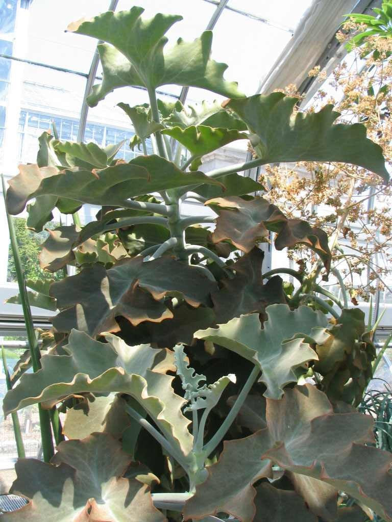 Kalanchoe beharensis - OAK LEAF - Elephants Ear Kalanchoe