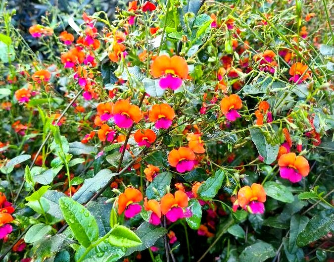 Kennedia coccinea - Coral Vine