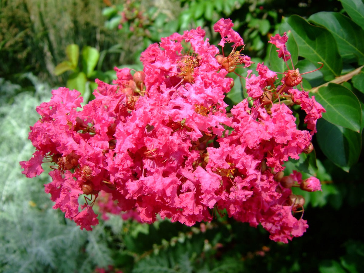 Lagerstroemia indica x subcostata fauriei - HOPI - Fuchsia Pink Crepe Myrtle
