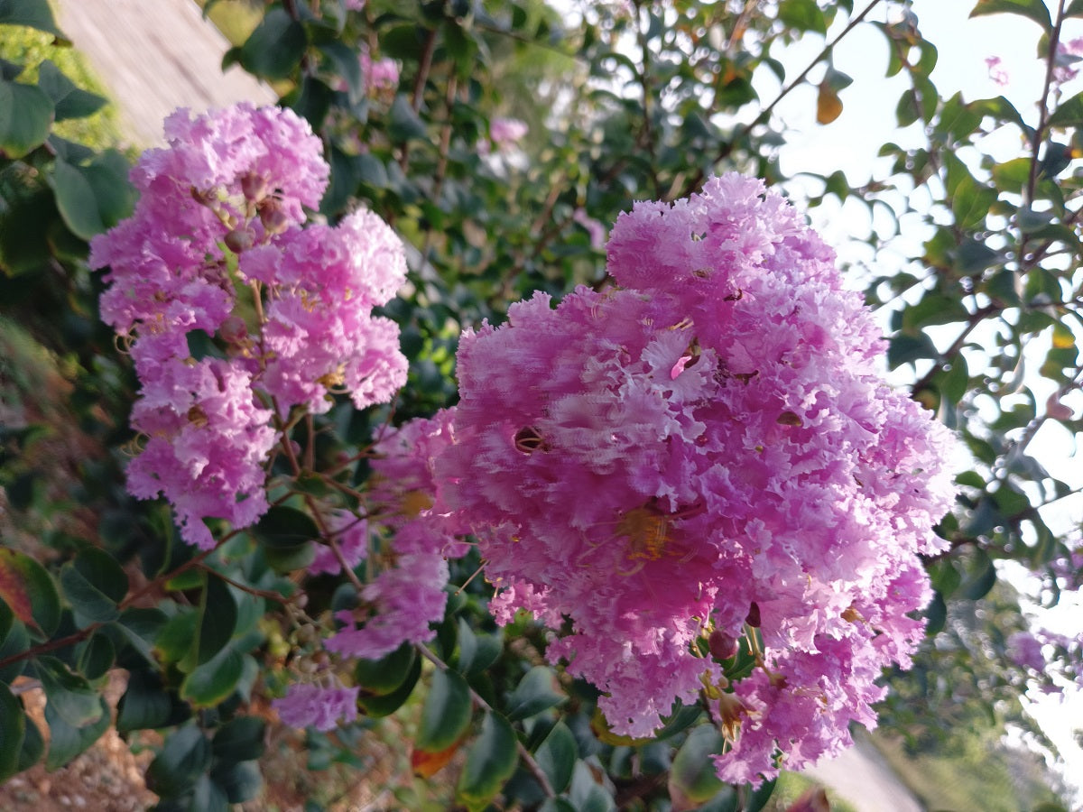 Lagerstroemia indica x subcostata fauriei - LIPAN - Pink Crepe Myrtle