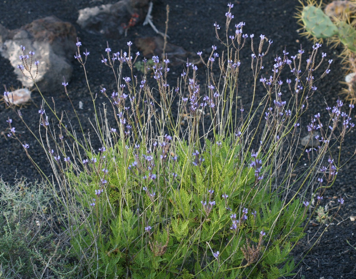 Lavandula canariensis - Canary Island Lavender