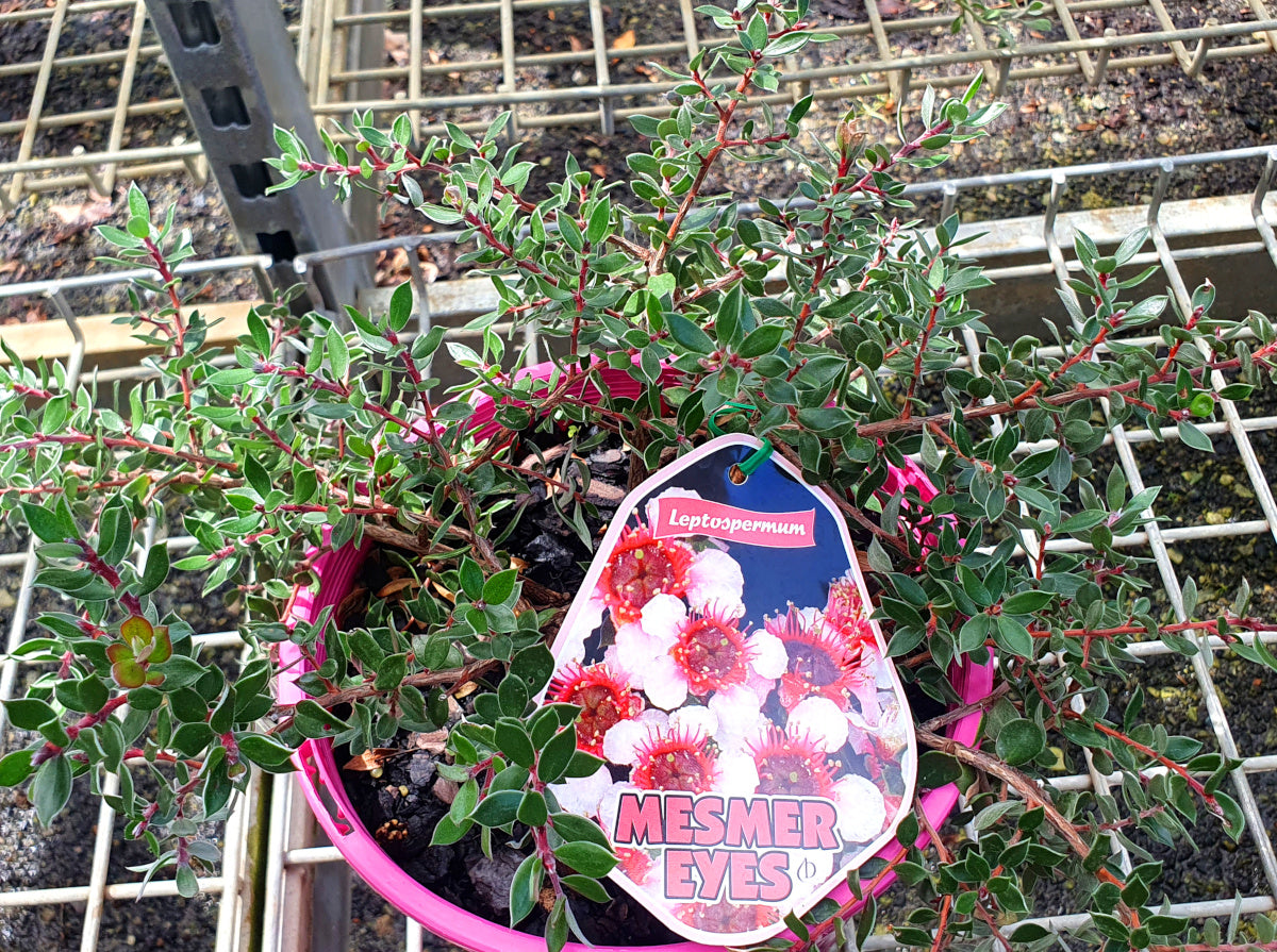 Leptospermum macrocarpum x scoparium - MESMER EYES - Tea Tree '145P' PBR