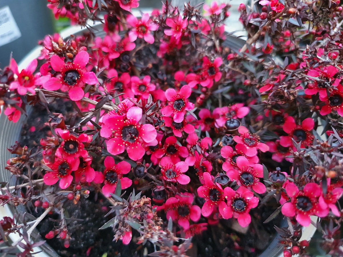 Leptospermum scoparium - NANUM RUBRUM - Manuka Tea Tree