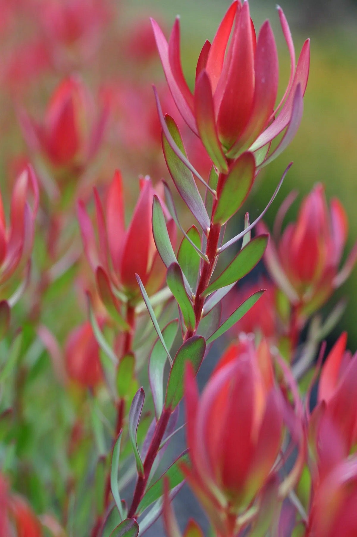 Leucadendron laureolum x salignum - AMY - Golden Sunshine Conebush