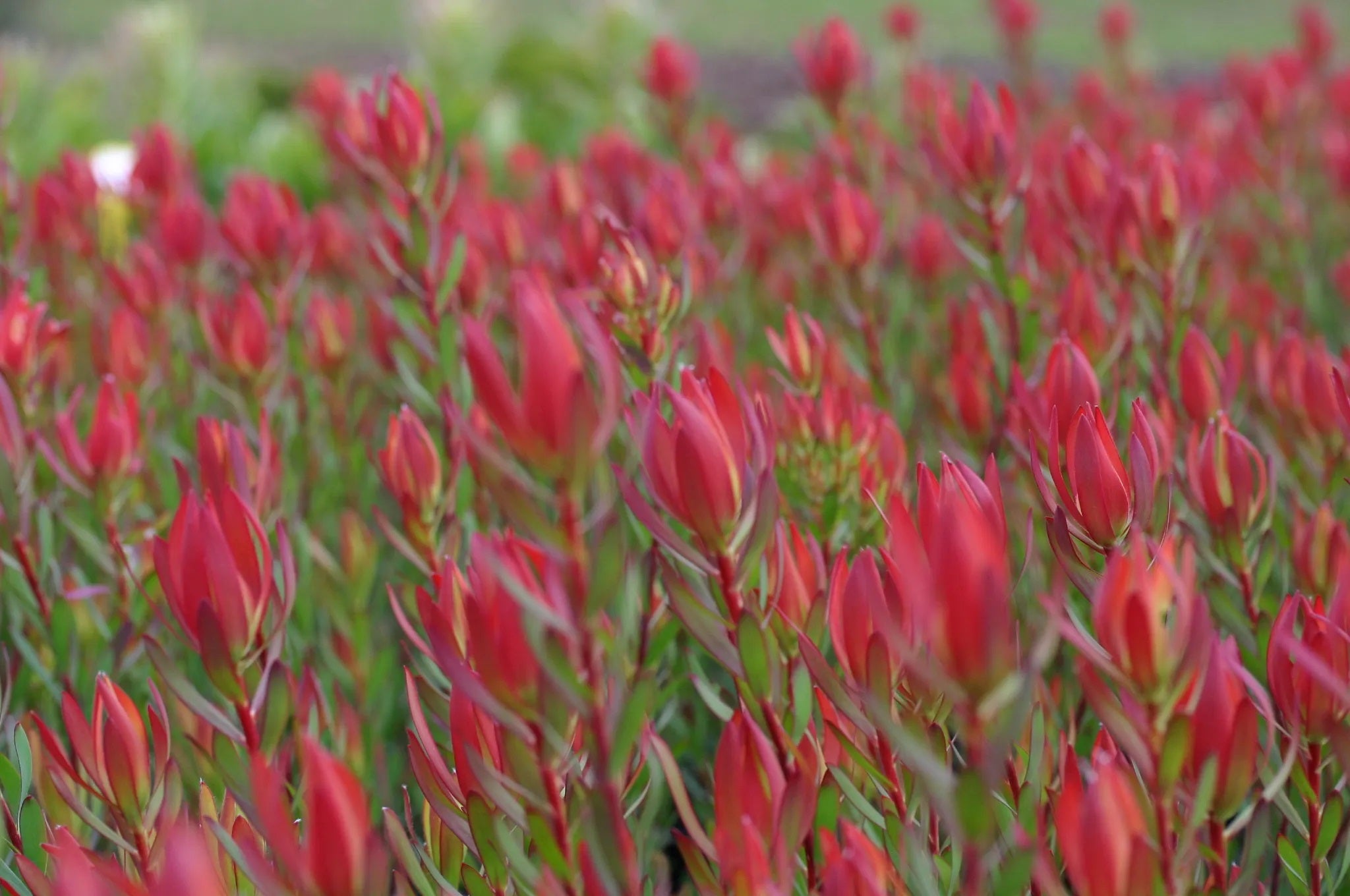 Leucadendron laureolum x salignum - AMY - Golden Sunshine Conebush
