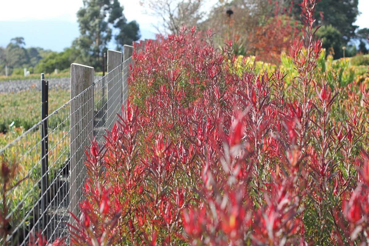 Leucadendron salignum - GYPSY RED - Sunshine Conebush