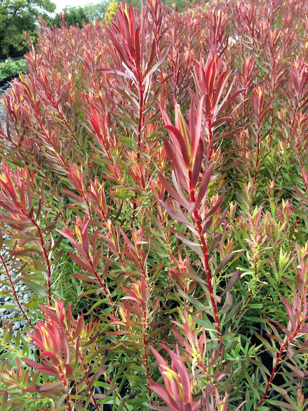 Leucadendron salignum - GYPSY RED - Sunshine Conebush