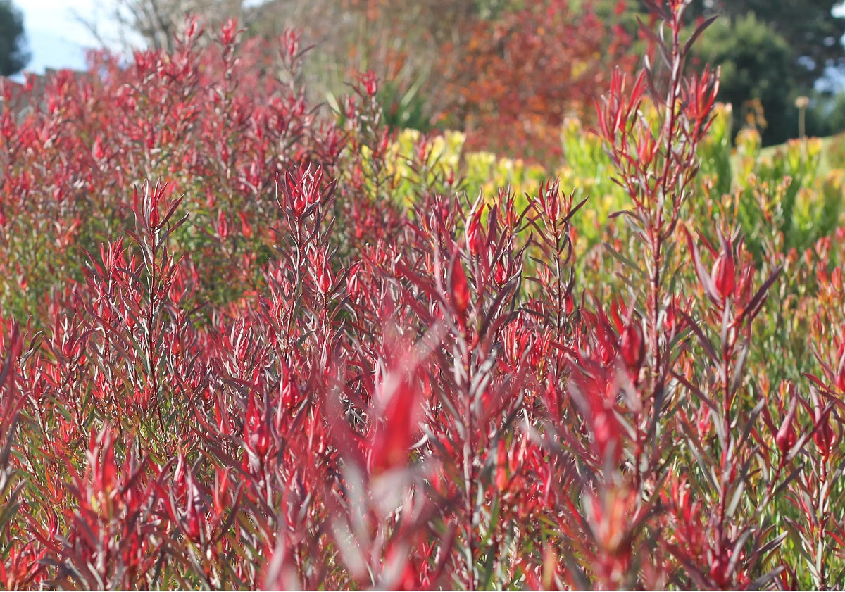 Leucadendron salignum - GYPSY RED - Sunshine Conebush