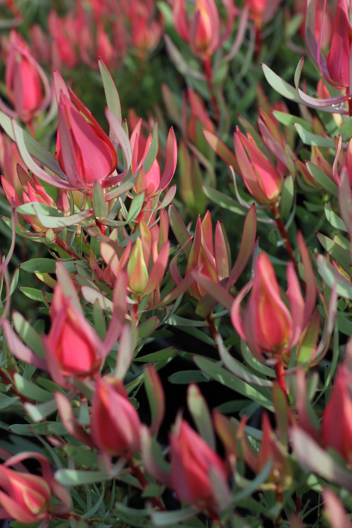Leucadendron salignum - HARLEQUIN - Sunshine Conebush