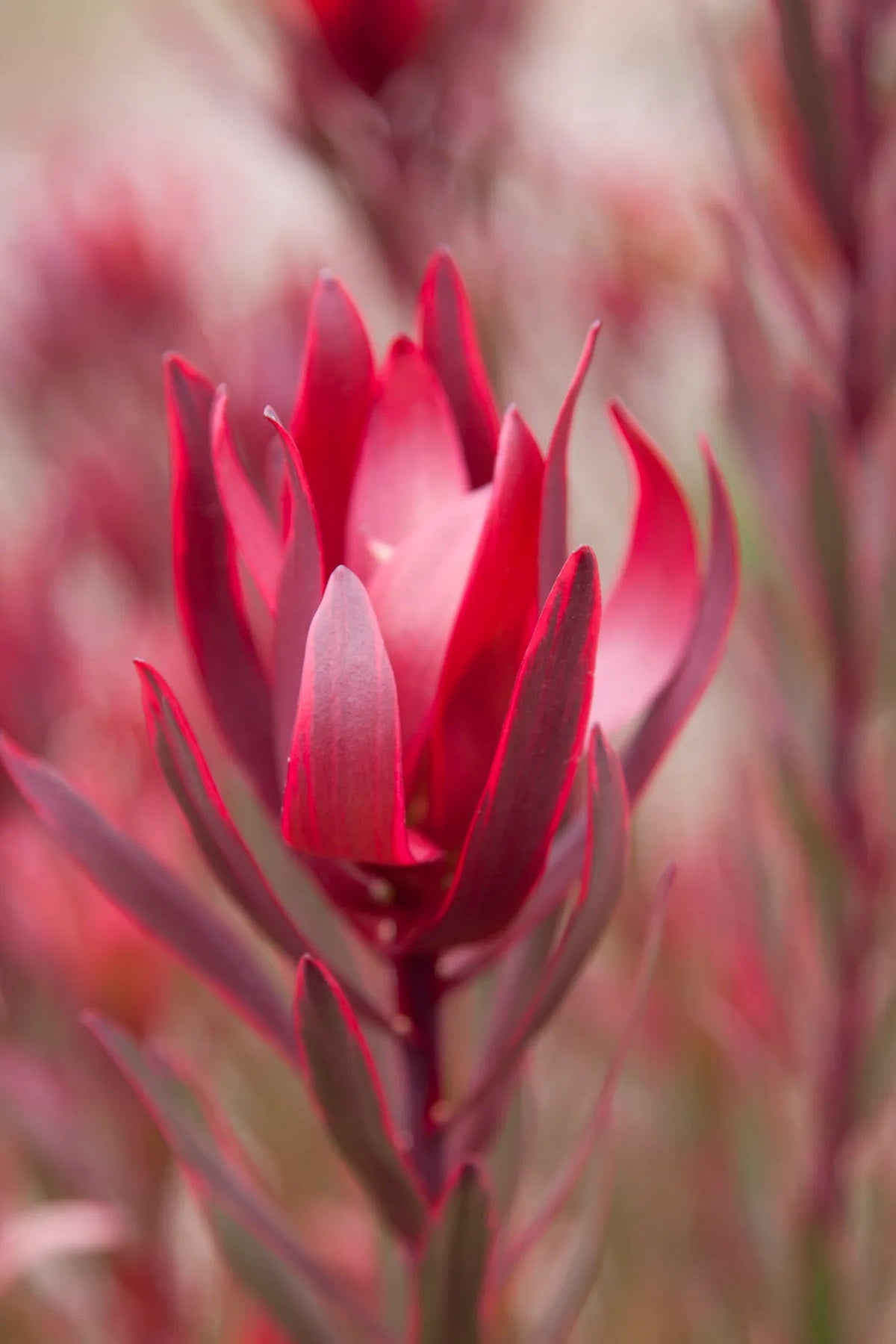 Leucadendron laureolum x salignum - JOLLY JOKER - Golden Sunshine Conebush