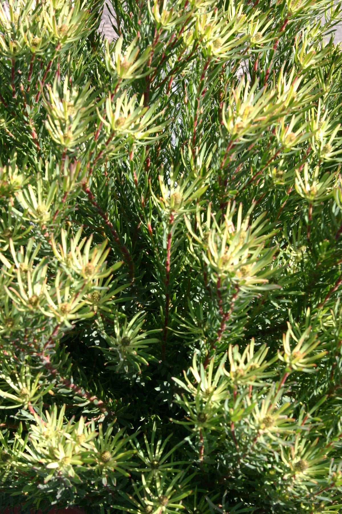 Leucadendron modestum - STRAWBERRY FAIR - Rough-Leaf Conebush