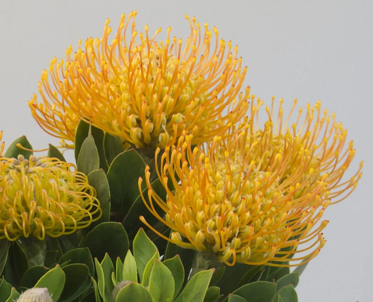 Leucospermum cordifolium - YELLOW BURST - Pincushion