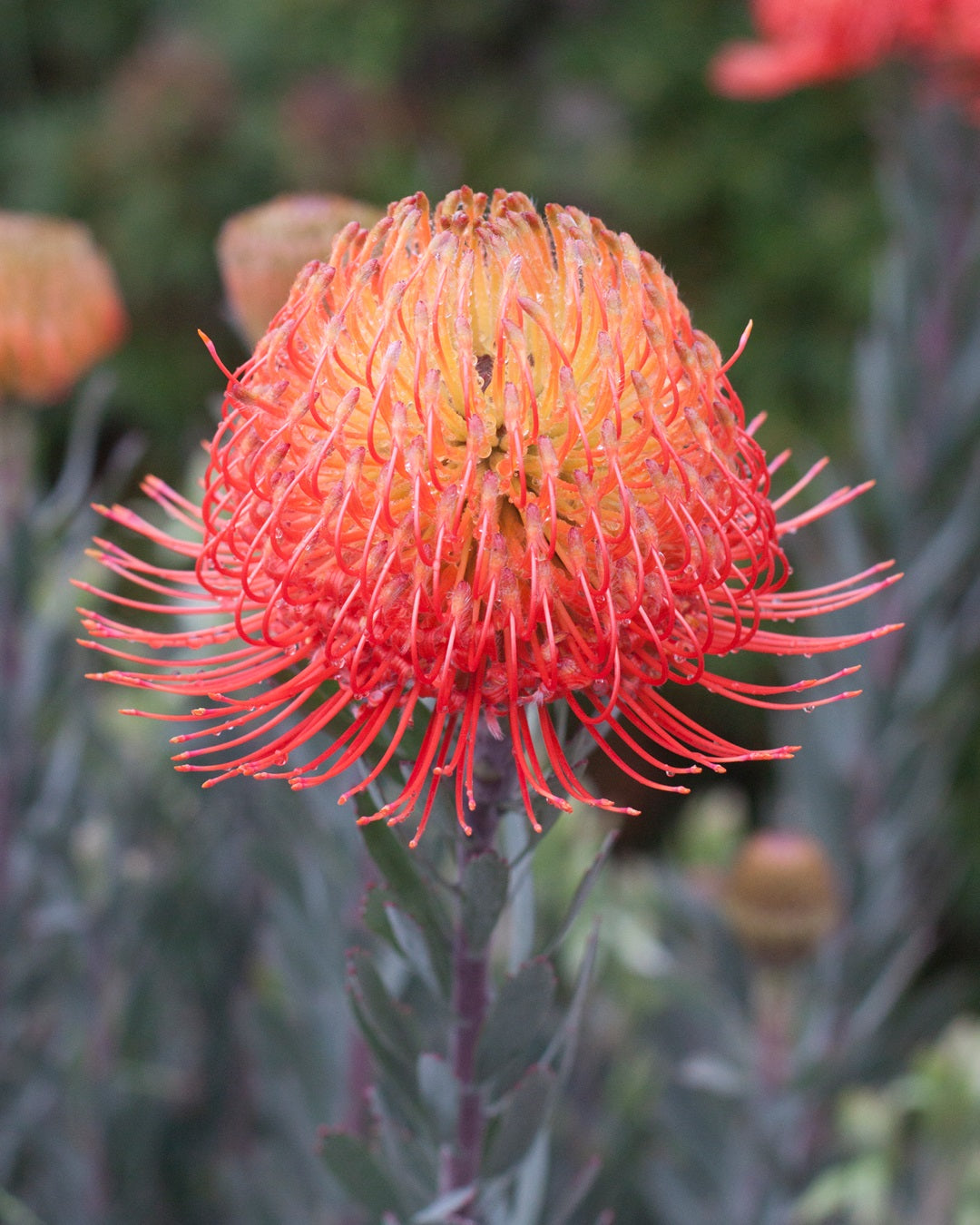 Leucospermum reflexum - SO® EXQUISITE / FIREFLY - Rocket Pincushion