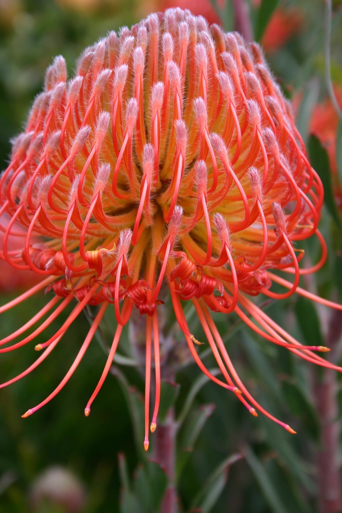 Leucospermum reflexum - SO® EXQUISITE / FIREFLY - Rocket Pincushion