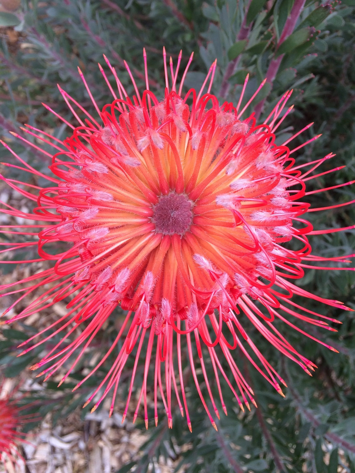Leucospermum reflexum - SO® EXQUISITE / FIREFLY - Rocket Pincushion