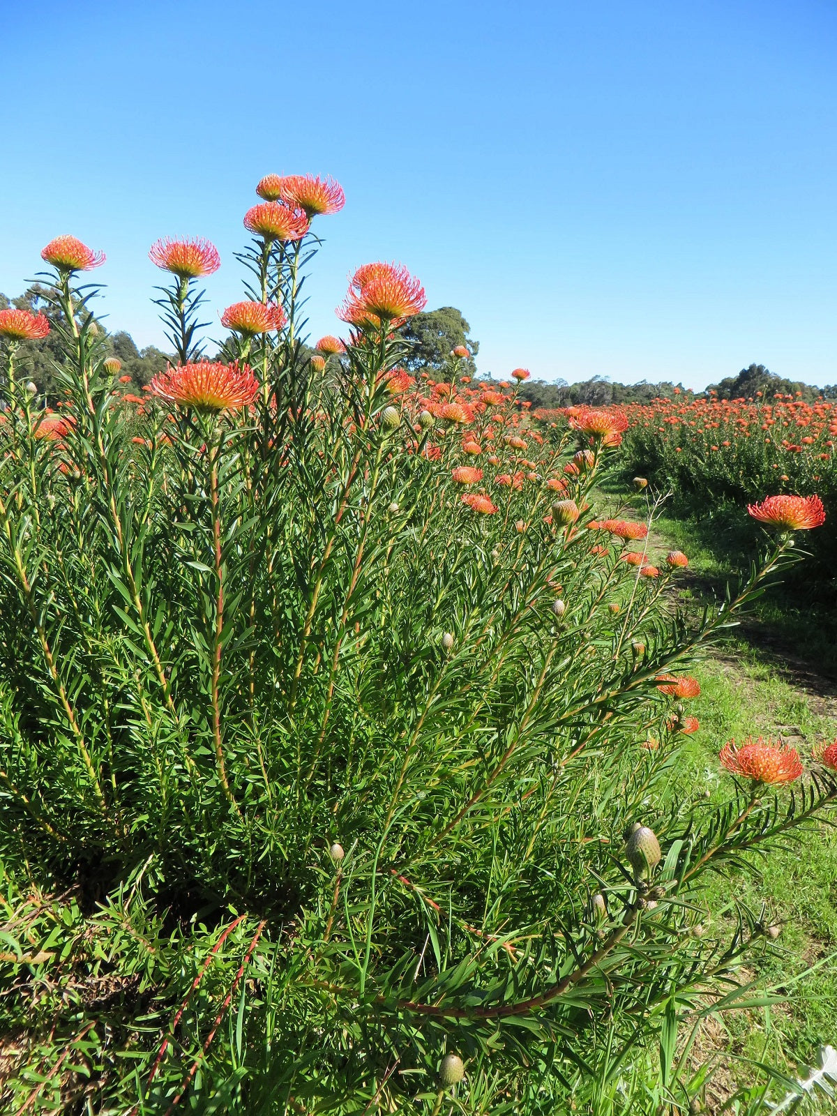 Leucospermum lineare - SO® SUCCESSFUL / FLAME - Needle-Leaf Pincushion