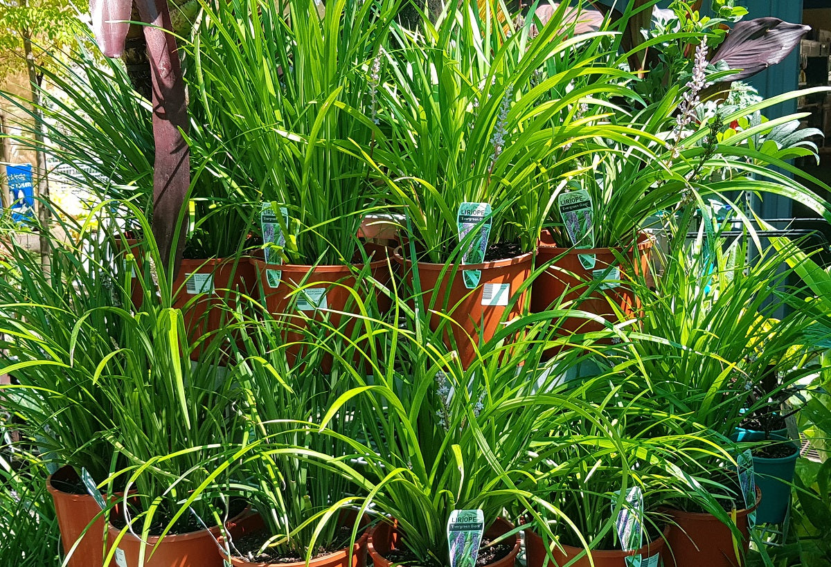 Liriope muscari - EVERGREEN GIANT - Blue Lily Turf