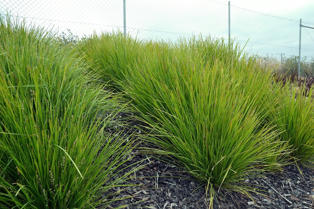 Lomandra confertifolia pallida - DREAMCATCHER - Trojan Mat-Rush