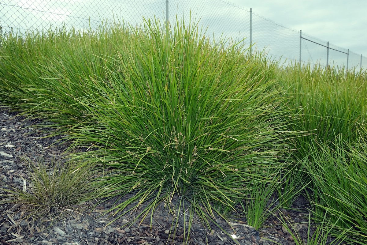 Lomandra confertifolia pallida - GREEN ALLURE - Trojan Mat-Rush