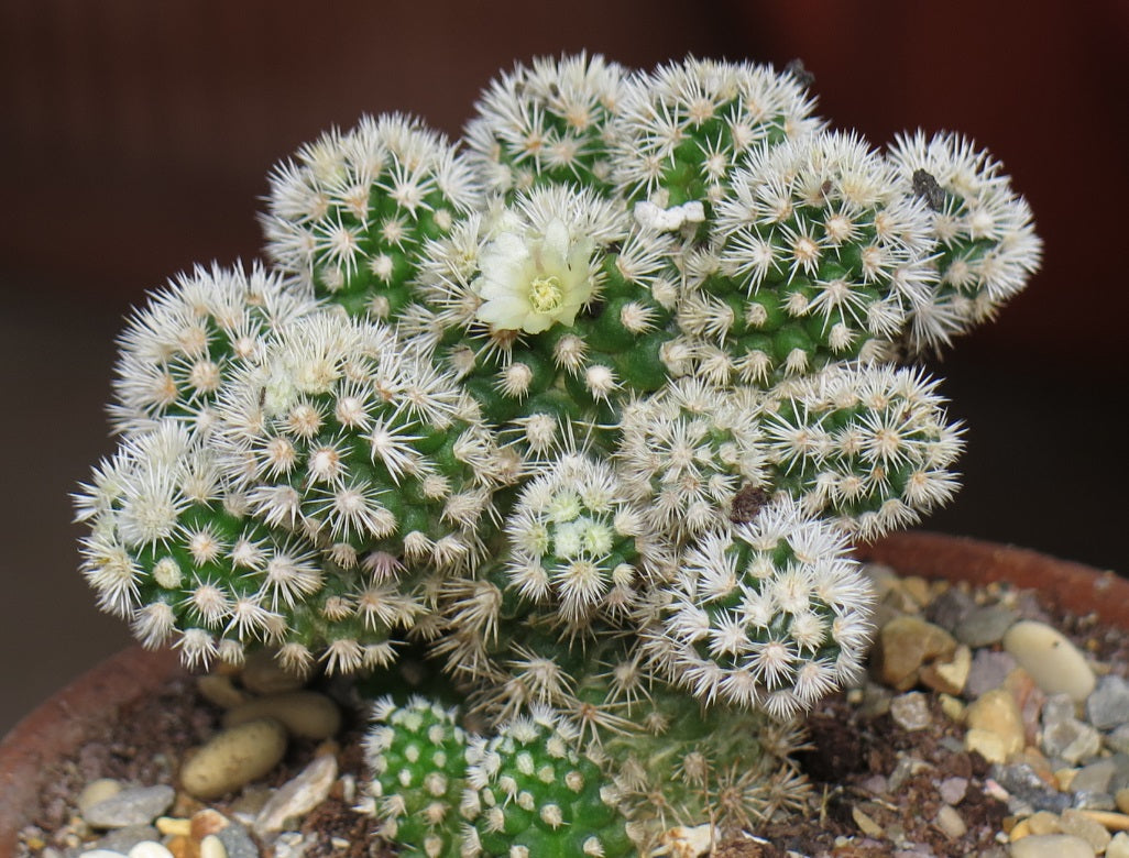 Mammillaria vetula gracilis - Arizona Snowcap
