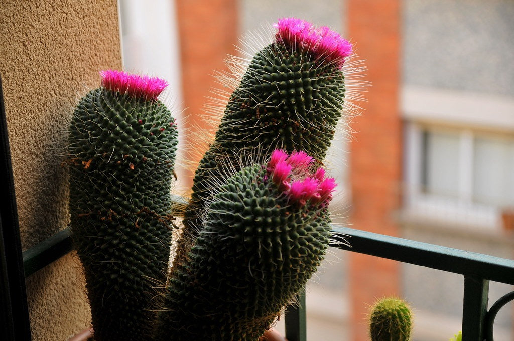 Mammillaria spinosissima - UN PICO - Spiny Pincushion