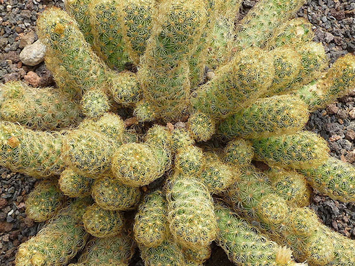 Mammillaria elongata - Ladyfinger Cactus