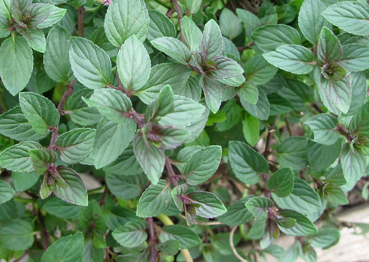 Mint Chocolate - Mentha aquatica