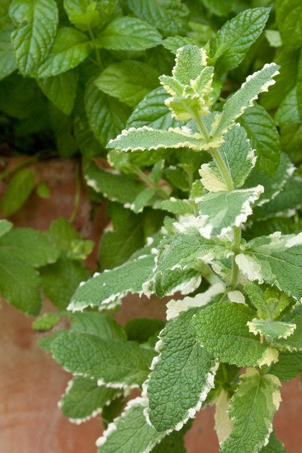 Mint Apple - PINEAPPLE - Mentha suaveolens