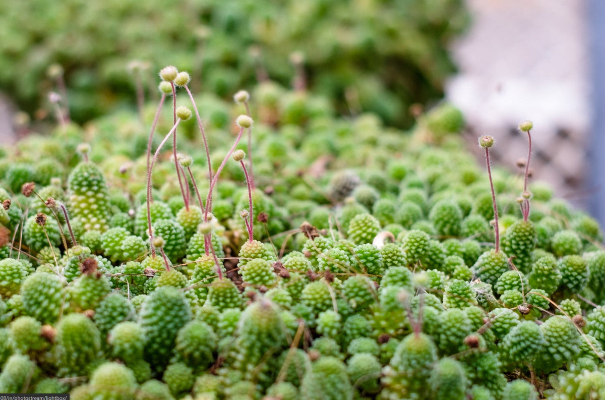 Monanthes polyphylla - One Flowered House Leek
