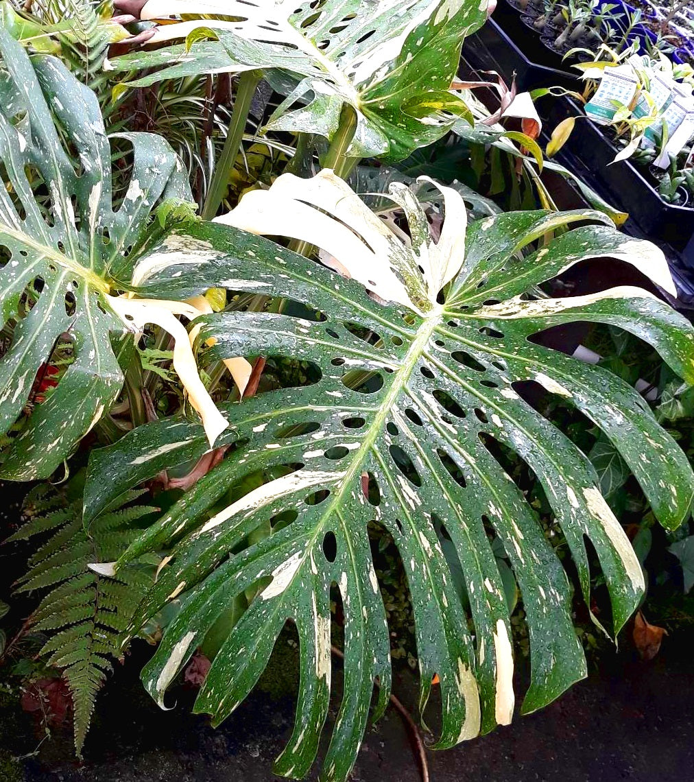 Monstera deliciosa - THAI CONSTELLATION - Variegated Fruit Salad Plant